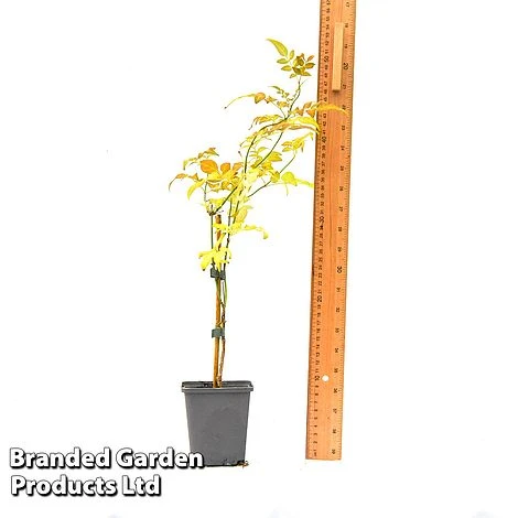 Jasminum Officinale - Image 4
