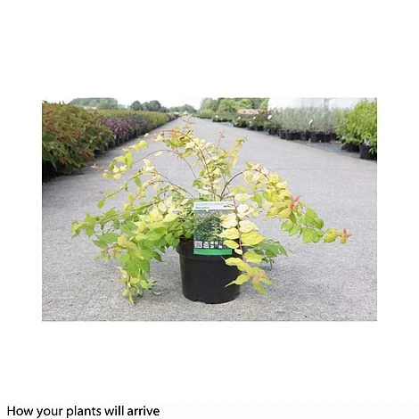 Kolkwitzia Amabilis 'Maradco' - Image 2