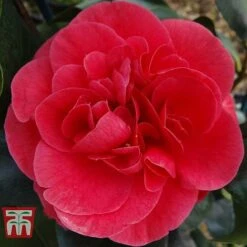Camellia Japonica 'Lady Campbell'