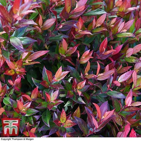 Leucothoe Axillaris 'Little Flames' - Image 4
