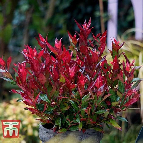 Leucothoe Axillaris 'Little Flames' - Image 2