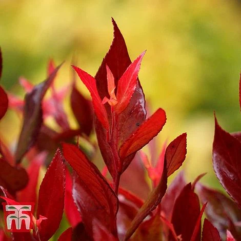 Leucothoe Axillaris 'Little Flames' - Image 3