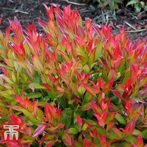 Leucothoe Axillaris 'Little Flames' - Image 7
