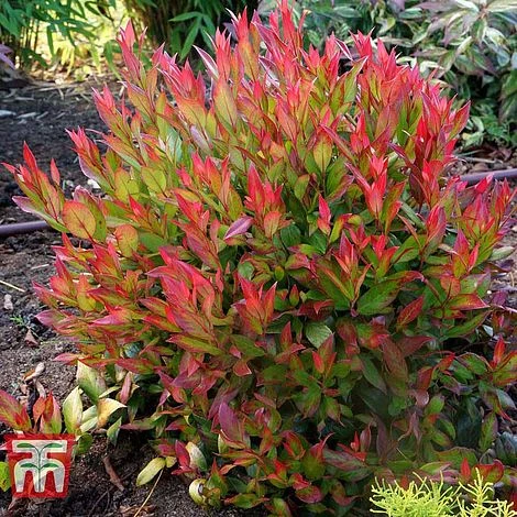 Leucothoe Axillaris 'Little Flames' - Image 8