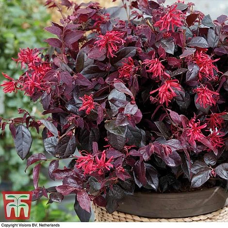 Loropetalum Chinense Var. Rubrum 'Ever Red'