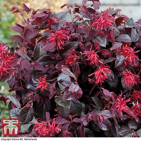 Loropetalum Chinense Var. Rubrum 'Ever Red' - Image 2