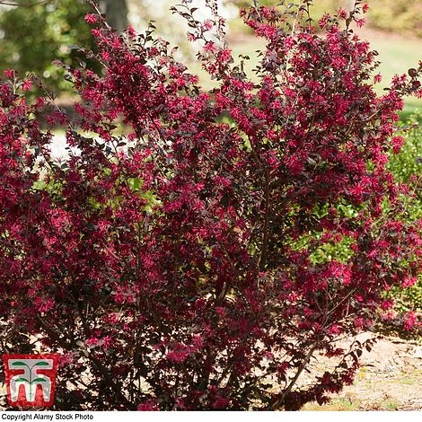 Loropetalum Chinense Var. Rubrum 'Ever Red' - Image 5