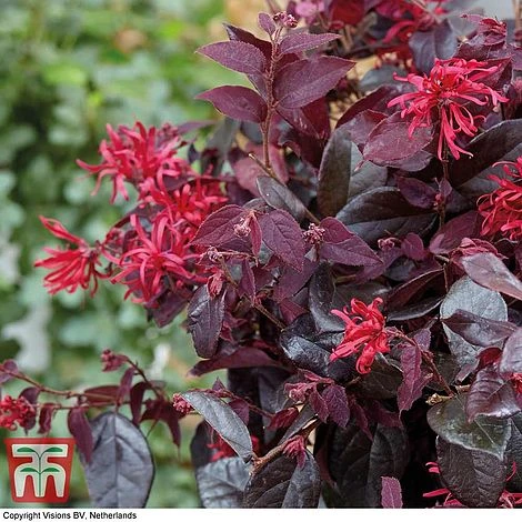 Loropetalum Chinense Var. Rubrum 'Ever Red' - Image 4