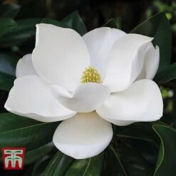 Magnolia Grandiflora 'Alta'
