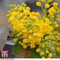 Mahonia Aquifolium 'Apollo'