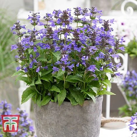 Nepeta 'Neptune' - Image 2