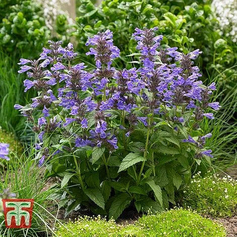 Nepeta 'Neptune' - Image 3