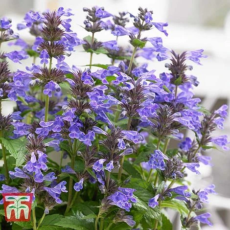 Nepeta 'Neptune' - Image 5