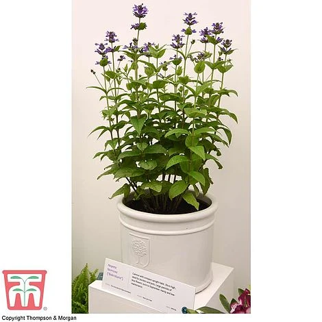 Nepeta 'Neptune' - Image 4