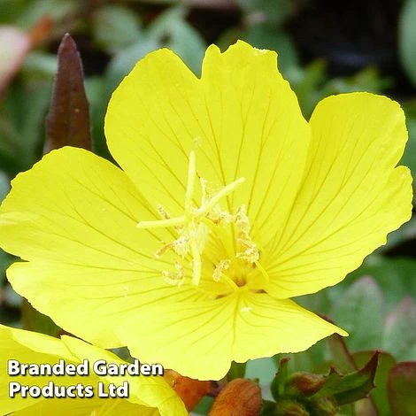 Oenothera Tetragona - Image 2