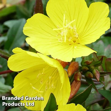 Oenothera Tetragona - Image 3