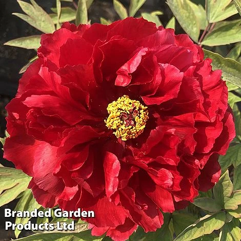 Tree Peony 'Hohki' - Image 2