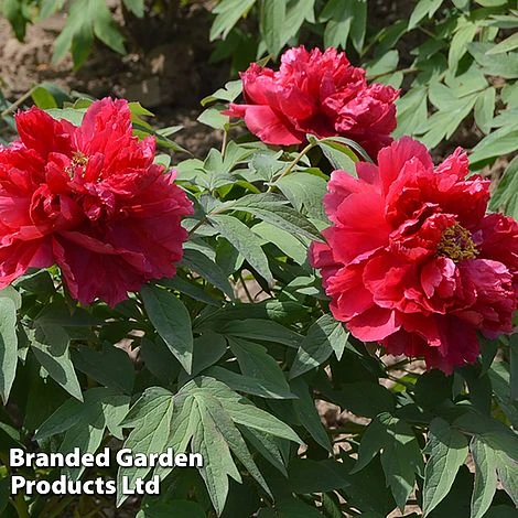 Tree Peony 'Hohki' - Image 3
