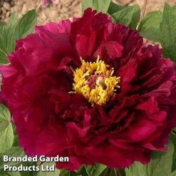 Tree Peony 'Mo Run Jue Lun'