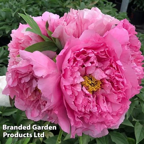 Tree Peony 'Yin Hong Qiao Dui' - Image 2