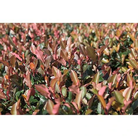 Photinia Fraseri 'Little Red Robin' - Image 2