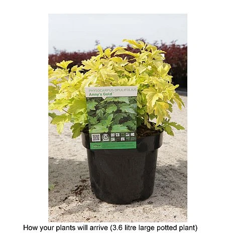 Physocarpus Opulifolius 'Annys Gold' - Image 4