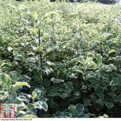 Pittosporum Tenuifolium 'Variegatum'