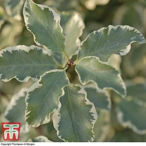 Pittosporum Tenuifolium 'Variegatum' - Image 3