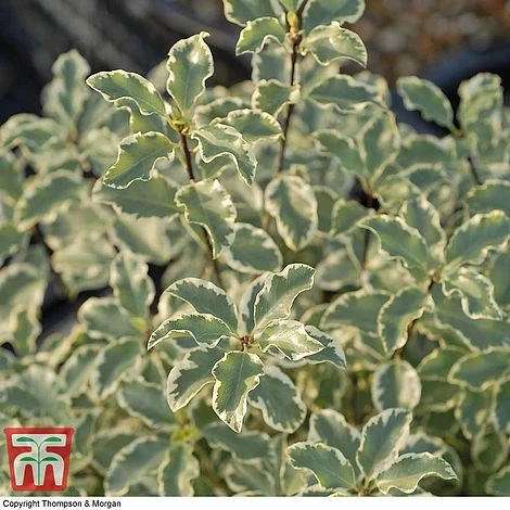 Pittosporum Tenuifolium 'Variegatum' - Image 2