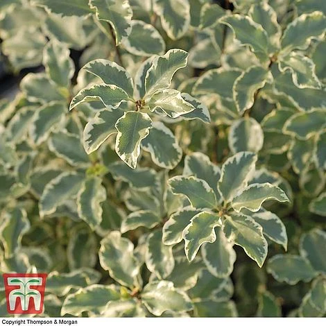 Pittosporum Tenuifolium 'Variegatum' - Image 5