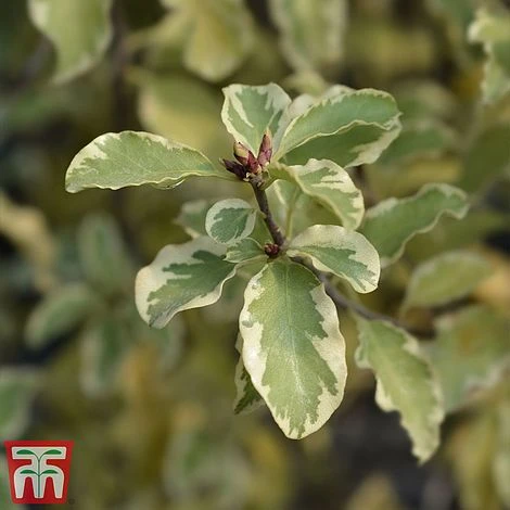 Pittosporum Tenuifolium 'Variegatum' - Image 4