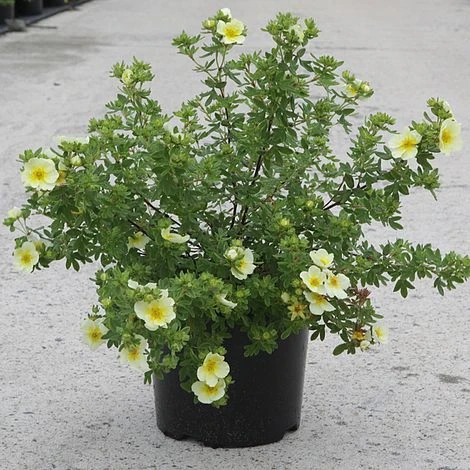 Potentilla Fruticosa 'Limelight' - Image 2
