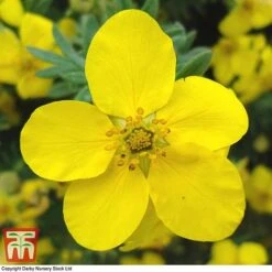 Potentilla Fruticosa 'Goldfinger'