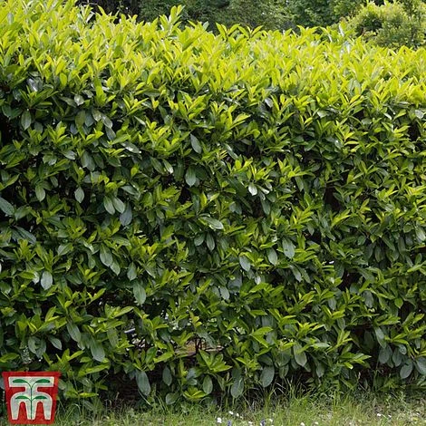 Prunus Laurocerasus 'Etna' - Image 2