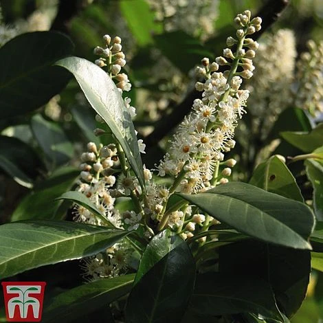 Prunus Laurocerasus 'Etna' - Image 3