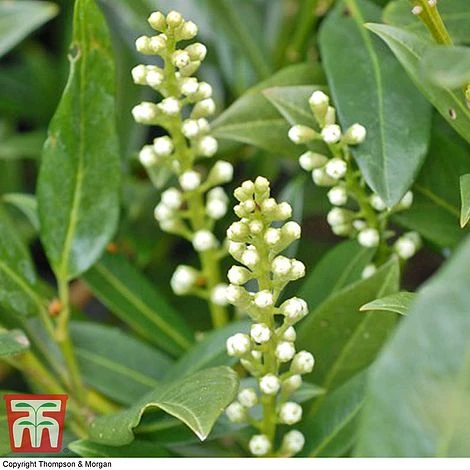 Prunus Laurocerasus 'Otto Luyken' - Image 2