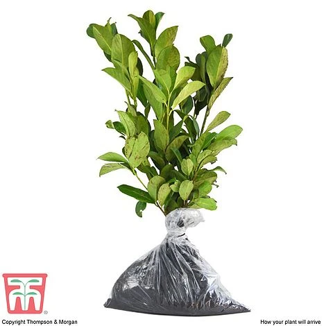 Prunus Laurocerasus 'Otto Luyken' - Image 3