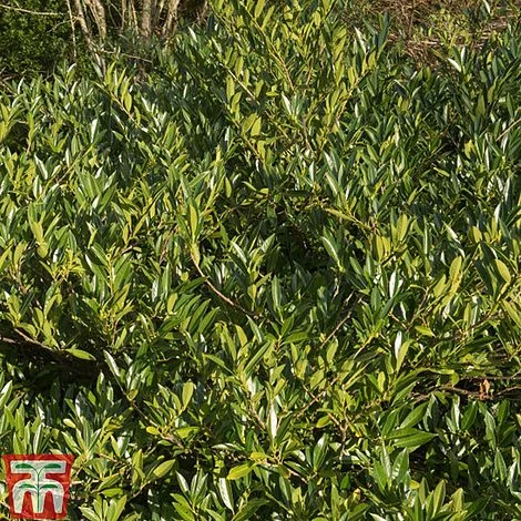 Prunus Laurocerasus 'Otto Luyken' - Image 4