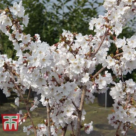 Prunus Nipponica 'Brilliant' - Image 4