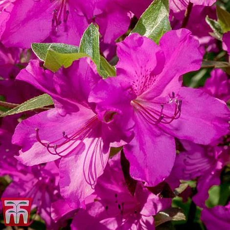 Rhododendron 'Blue Danube' - Image 3