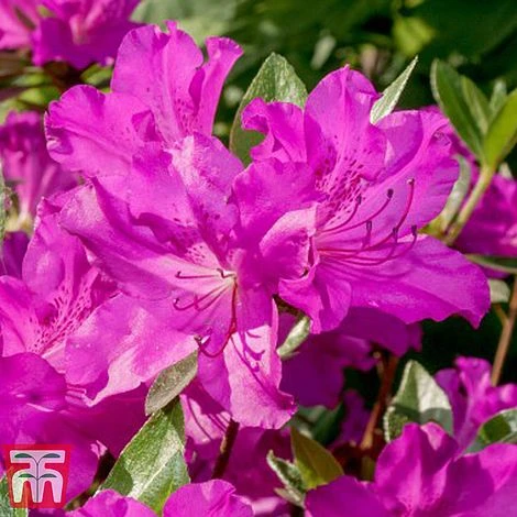 Rhododendron 'Blue Danube' - Image 4