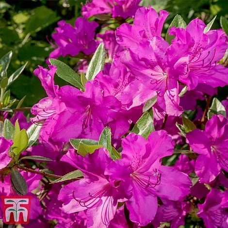 Rhododendron 'Blue Danube' - Image 5