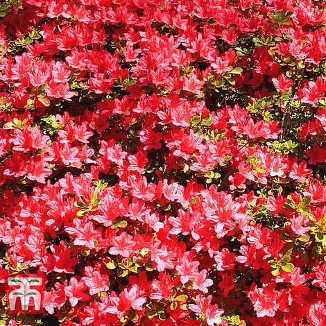 Rhododendron 'Johanna' (Azalea Group) - Image 2