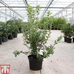 Rhododendron Viscosum