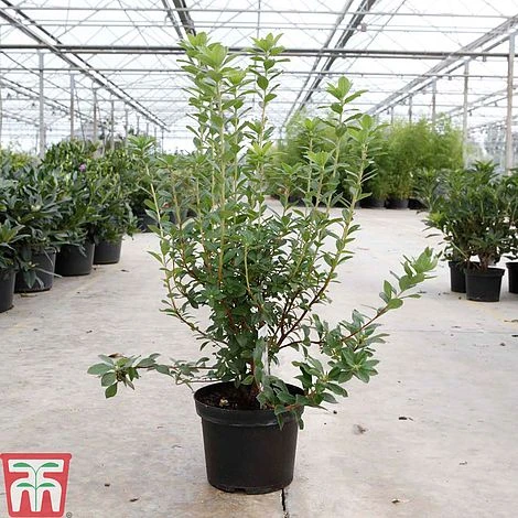 Rhododendron Viscosum