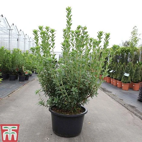 Rhododendron Viscosum - Image 2