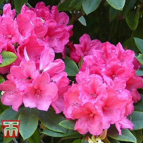 Rhododendron 'Wilgen's Ruby' - Image 3