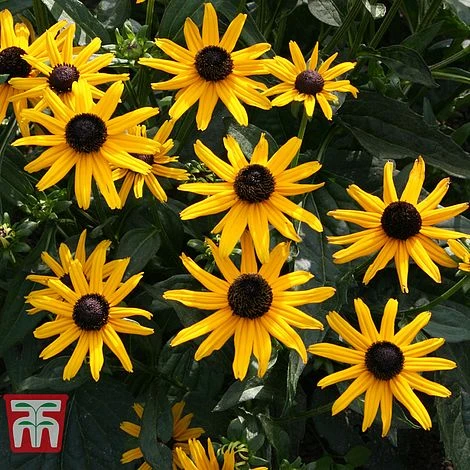 Rudbeckia Fulgida 'Early Bird Gold' - Image 2