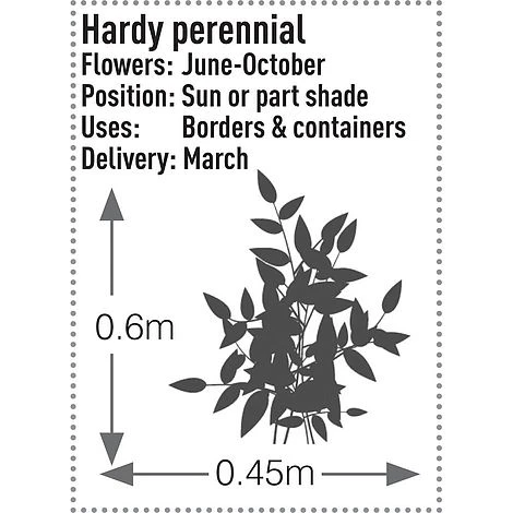 Rudbeckia Fulgida 'Early Bird Gold' - Image 3