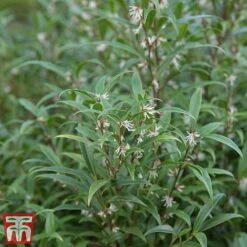 Sarcococca Hookeriana Var. Digyna